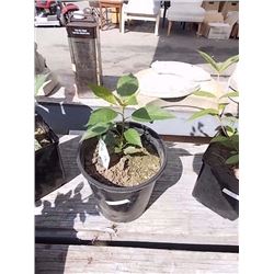 LIVE PLANT -  WYGELIA - RED