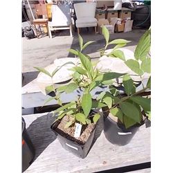 LIVE PLANT - WYGELIA