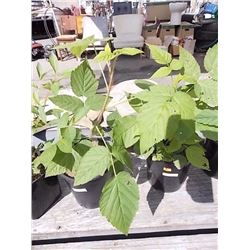 LIVE PLANT - RASPBERRY