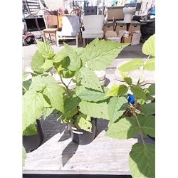 LIVE PLANT - RASPBERRY