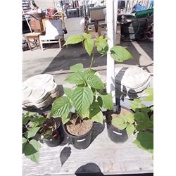 LIVE PLANT - RASPBERRY