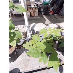 LIVE PLANT - RASPBERRY