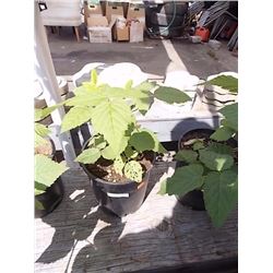 LIVE PLANT - RASPBERRY