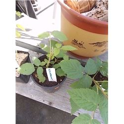 LIVE PLANT - RASPBERRY