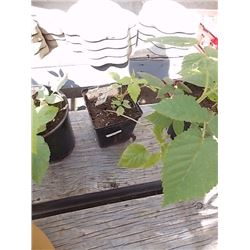 LIVE PLANT - RASPBERRY