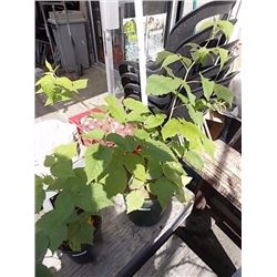 LIVE PLANT - RASPBERRY