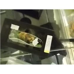 NEW FOLDING KNIFE - BEAR IMAGE