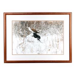 Original Thomas Mangelsen Framed Photograph