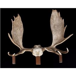 European Trophy Moose Rack Standing Mount