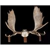 Image 1 : European Trophy Moose Rack Standing Mount
