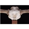 Image 2 : European Trophy Moose Rack Standing Mount