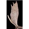 Image 4 : European Trophy Moose Rack Standing Mount