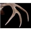 Image 6 : European Trophy Moose Rack Standing Mount