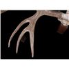 Image 7 : European Trophy Moose Rack Standing Mount