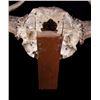 Image 8 : European Trophy Moose Rack Standing Mount