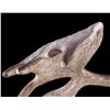 Image 9 : European Trophy Moose Rack Standing Mount