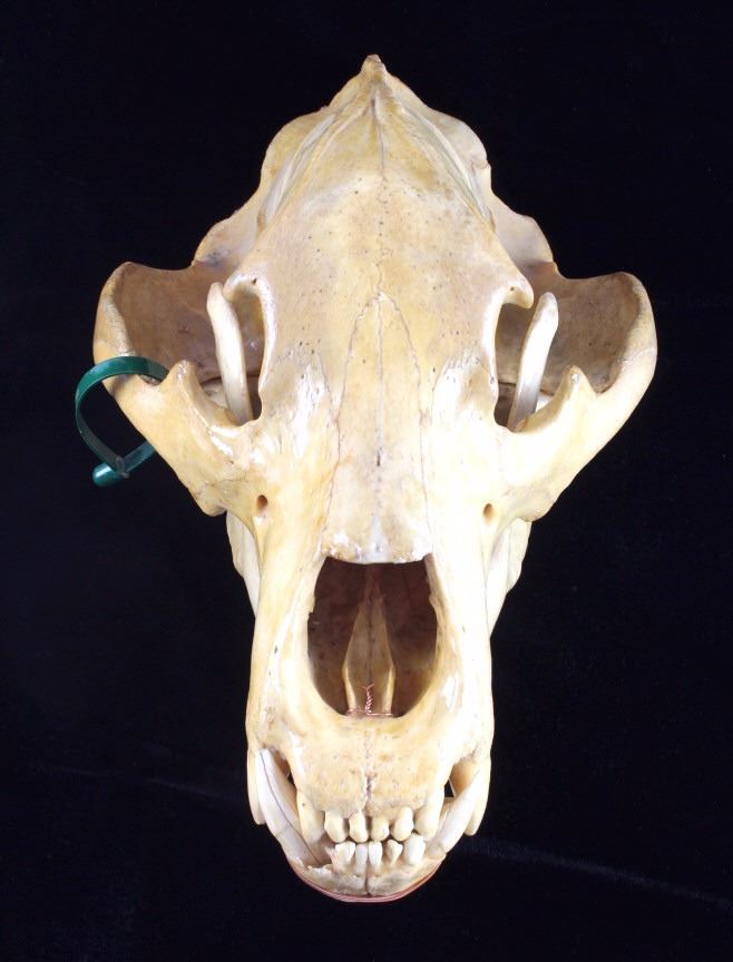 Alaskan Trophy Kodiak Brown Bear Skull