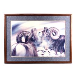Vivi Crandall Limited Edition Bighorn Sheep Print