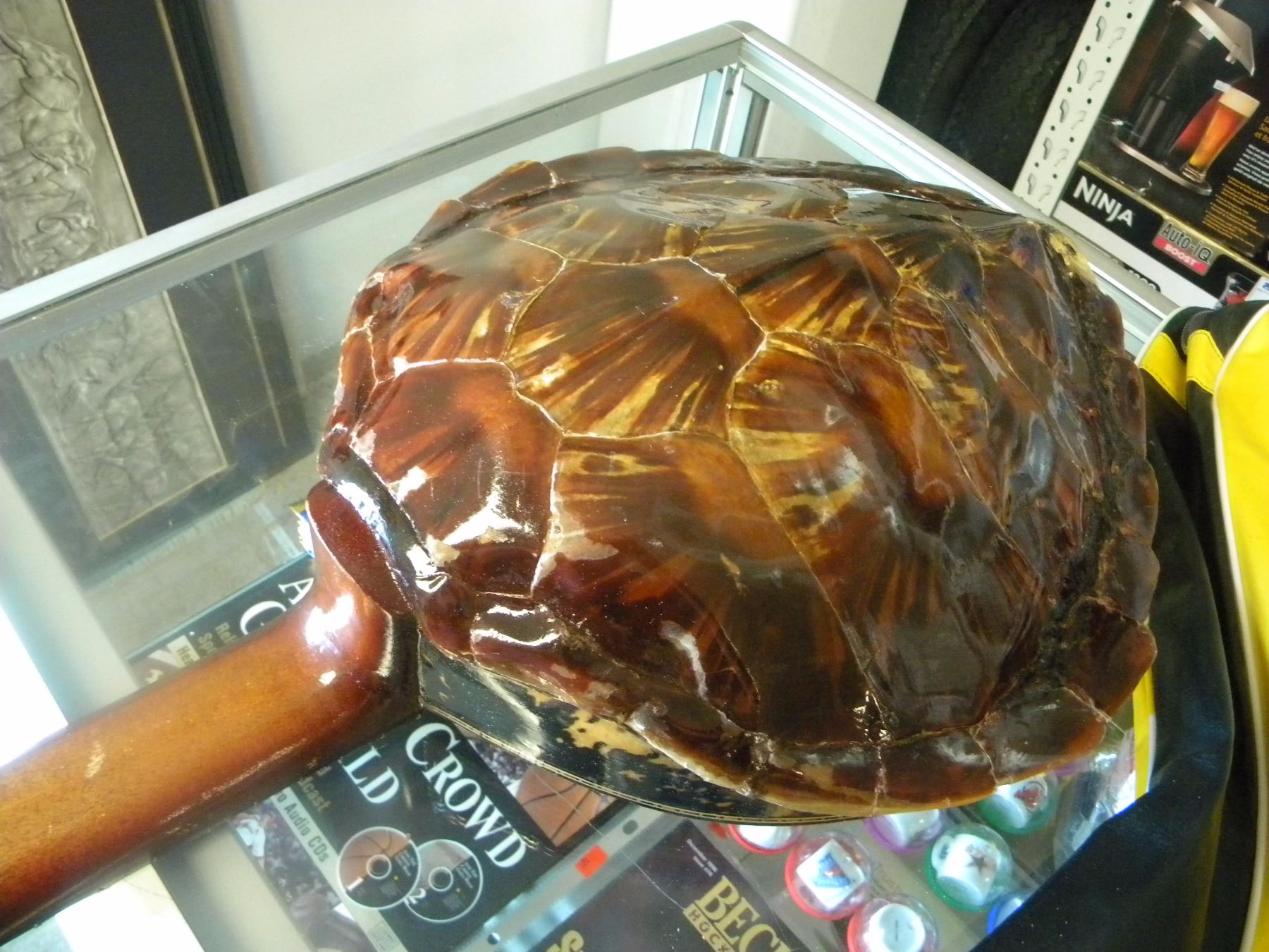 Turtle Shell For Music TURTLE SHELL SMALL GUITAR