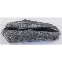 Orthoceras Fossil