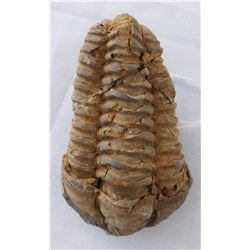 Trilobite Fossil