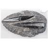 Image 2 : Orthoceras Fossil