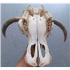 Image 8 : Steer Skull w/Turquoise