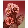 Image 1 : Prickly Pear