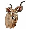 Image 2 : Greater Kudu Taxidermy Mount