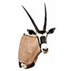 Image 1 : African Gemsbok Taxidermy Mount