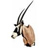 Image 2 : African Gemsbok Taxidermy Mount