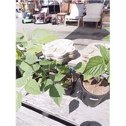 LIVE PLANT - RASPBERRY