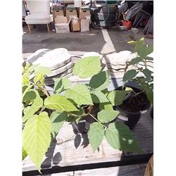 LIVE PLANT - RASPBERRY