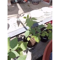LIVE PLANT - RASPBERRY