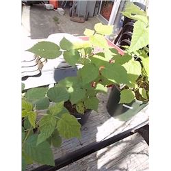 LIVE PLANT - RASPBERRY