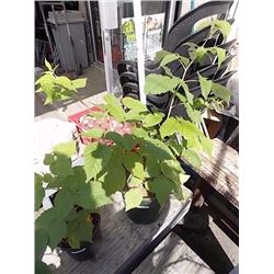 LIVE PLANT - RASPBERRY