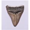 Image 1 : Museum Quality Megalodon Shark Tooth. Estimated as