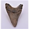 Image 2 : Museum Quality Megalodon Shark Tooth. Estimated as
