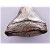 Image 3 : Museum Quality Megalodon Shark Tooth. Estimated as