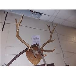 LARGE ELK ANTLERS - 5PT - ~3' ACROSS X ~3' TALL