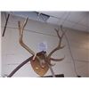 Image 1 : LARGE ELK ANTLERS - 5PT - ~3' ACROSS X ~3' TALL