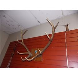 MOUNTED ANTLERS