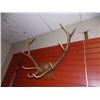 Image 1 : MOUNTED ANTLERS