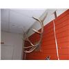 Image 2 : MOUNTED ANTLERS