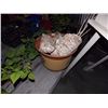 Image 1 : 'PLANT POT & CONTENTS