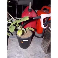 LIVE PLANT - RASPBERRY