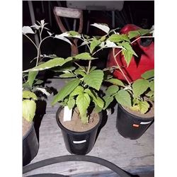 LIVE PLANT - RASPBERRY