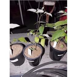 LIVE PLANT - RASPBERRY