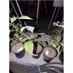 LIVE PLANT - RASPBERRY