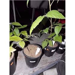 LIVE PLANT - RASPBERRY